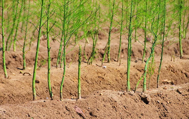 Спаржа растет