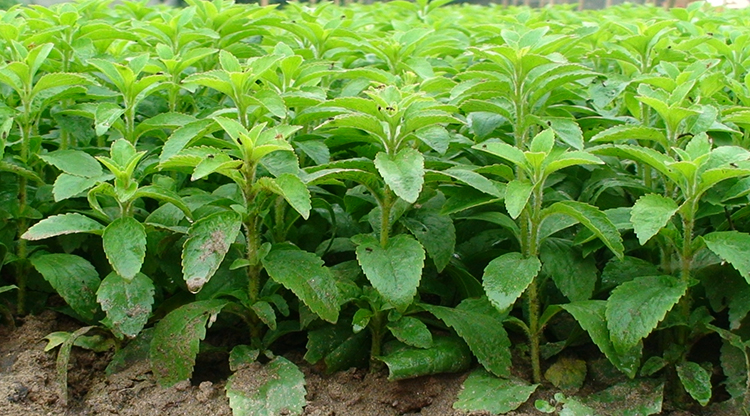 Растение стевия