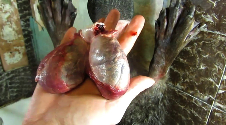 Струя бобра в руках