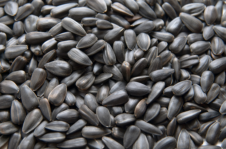 Семена подсолнуха