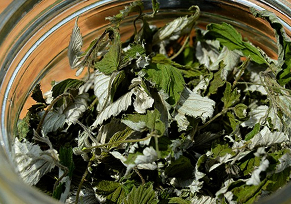 Сушка листьев земляники