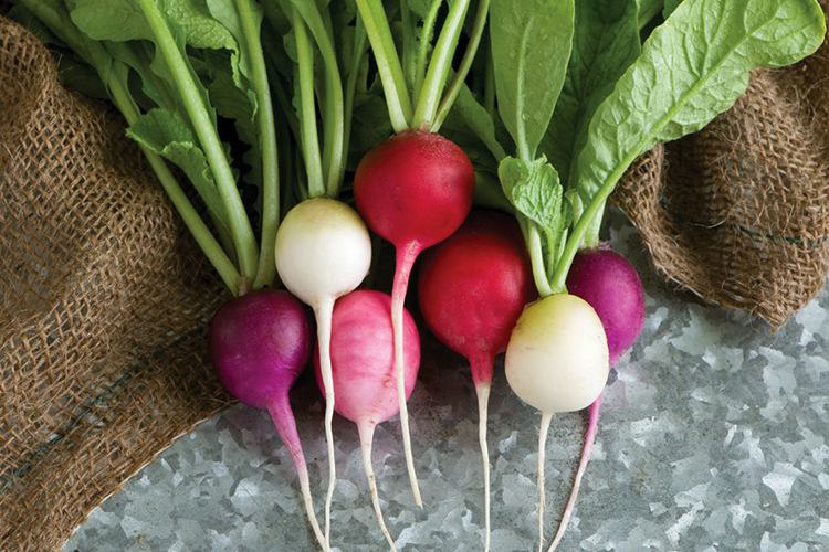 Свежая редиска