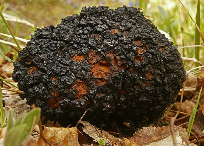 Свежая чага