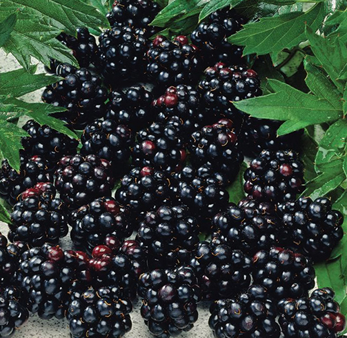 Свежая ежевика