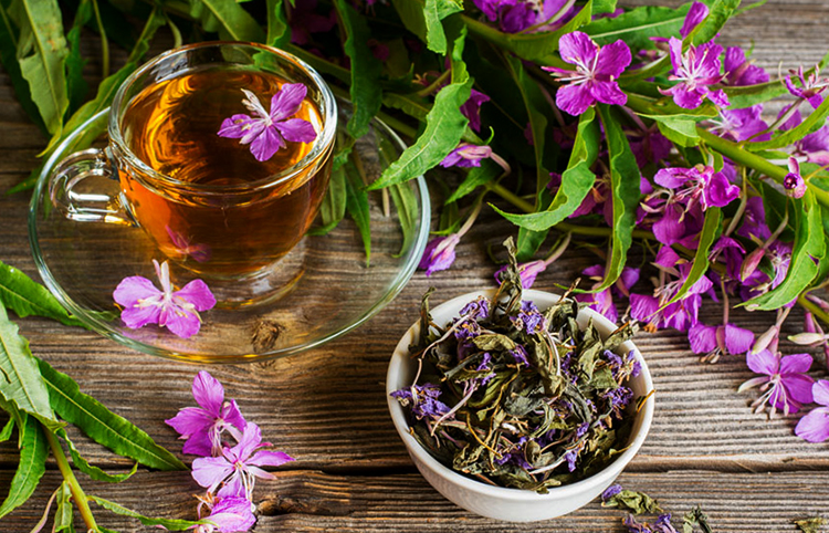 Свежий Иван-чай