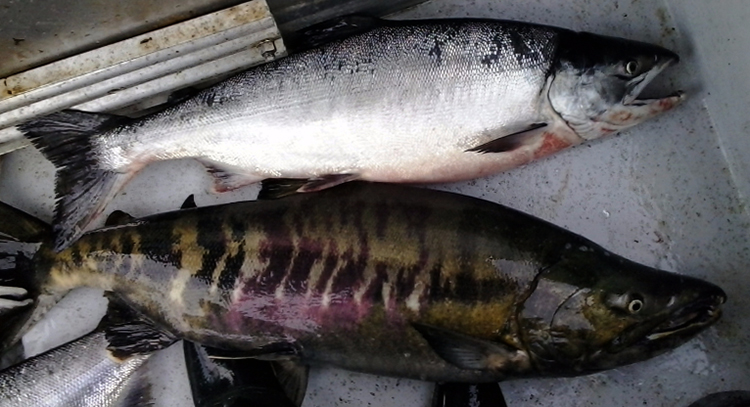 Свежая кета