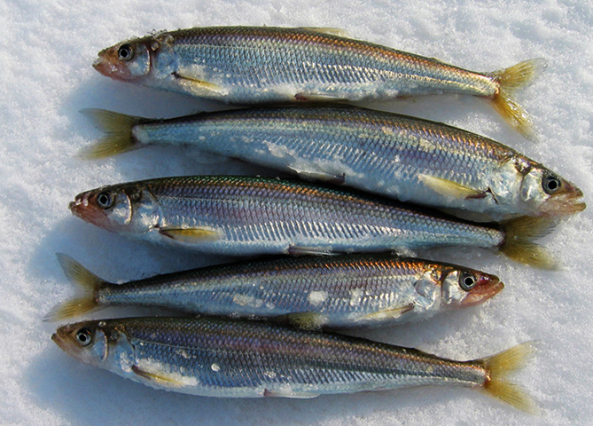 Свежая корюшка