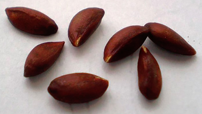 Свежие косточки яблока