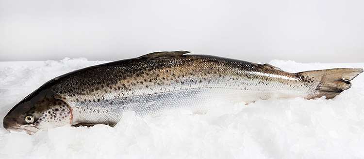 Свежий лосось