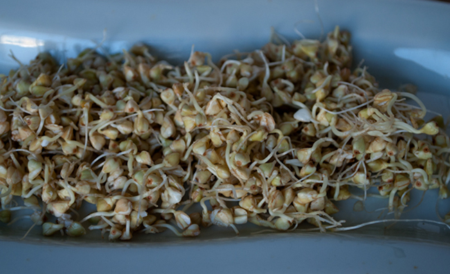 Свежая пророщенная гречка