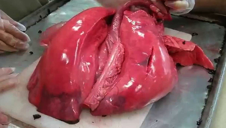 Свежие свиные легкие