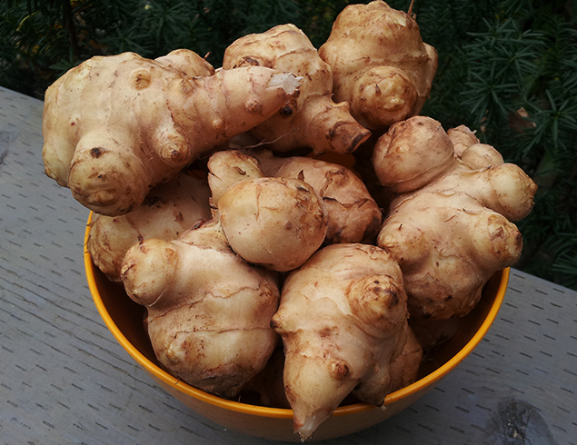 Свежий топинамбур