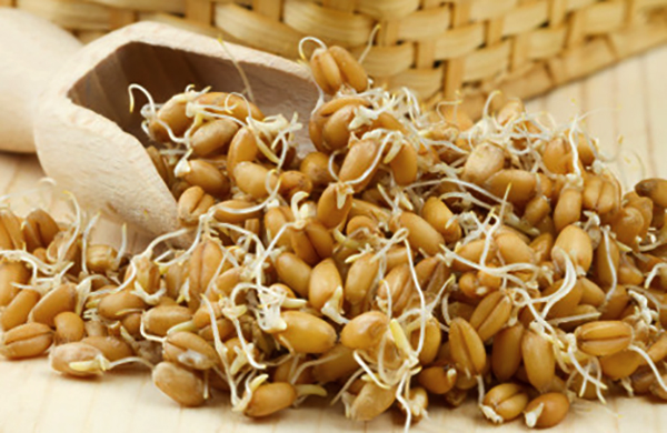 Свежие зародыши пшеницы