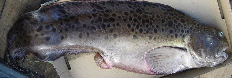 Свежая зубатка