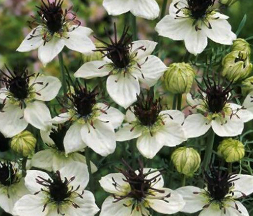 Цветки черного тмина