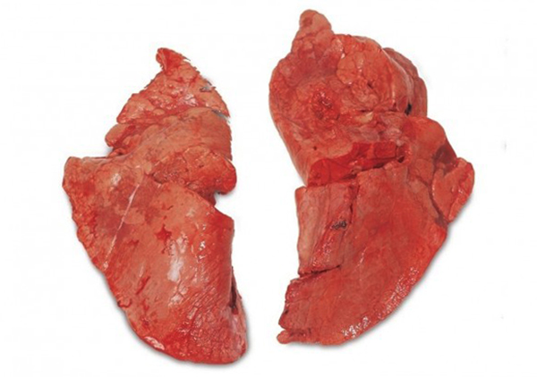 Свиные легкие