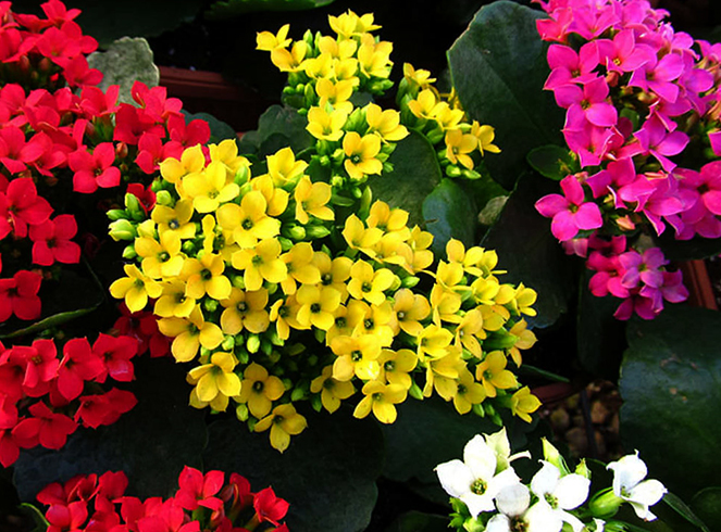 Цветы каланхоэ