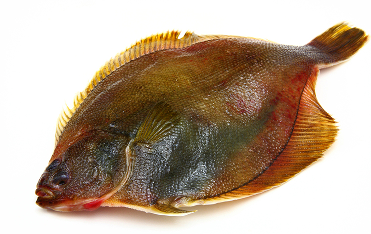 Свежая камбала