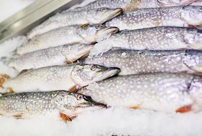 Свежие щуки