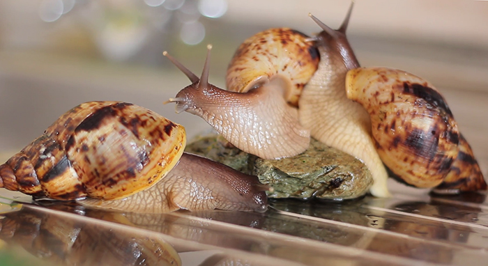 3 улитки ахатины