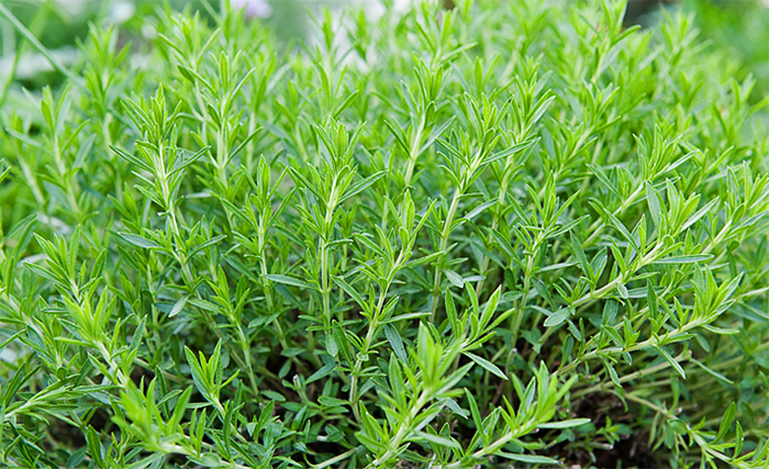 Трава тархун растет