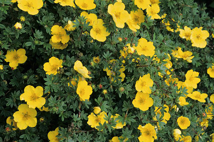 Курильский чай растет