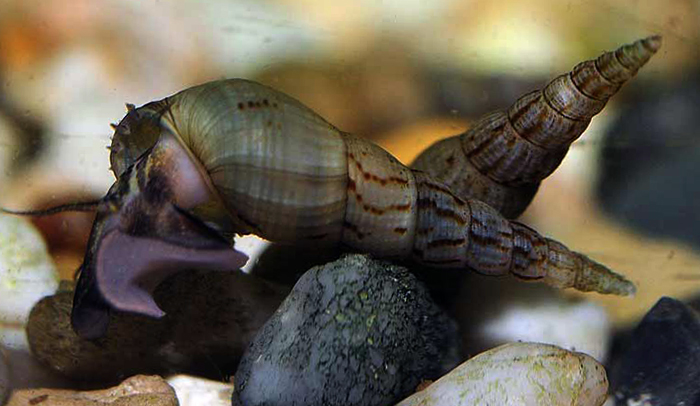 Темная улитка