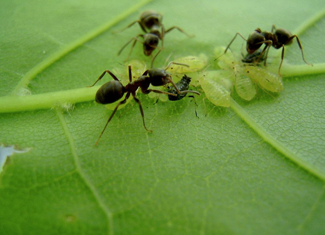 Муравьи и тля