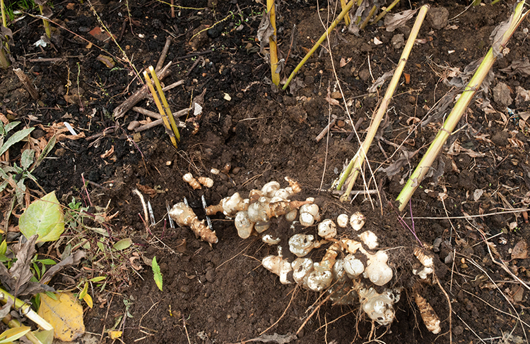 Топинамбур растет