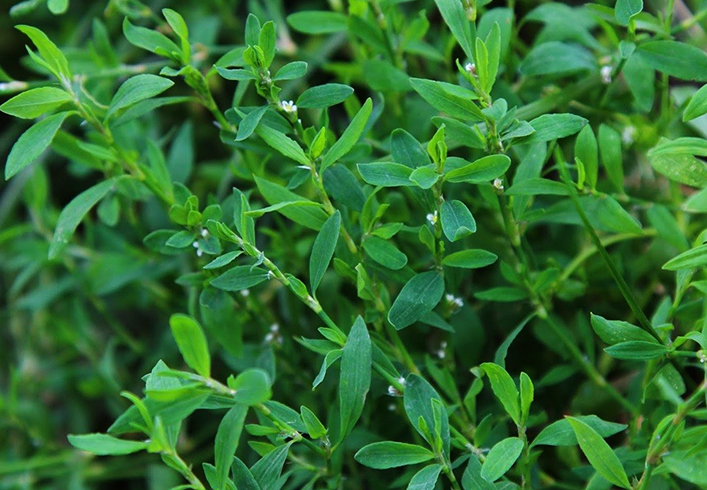 Растущий птичий горец