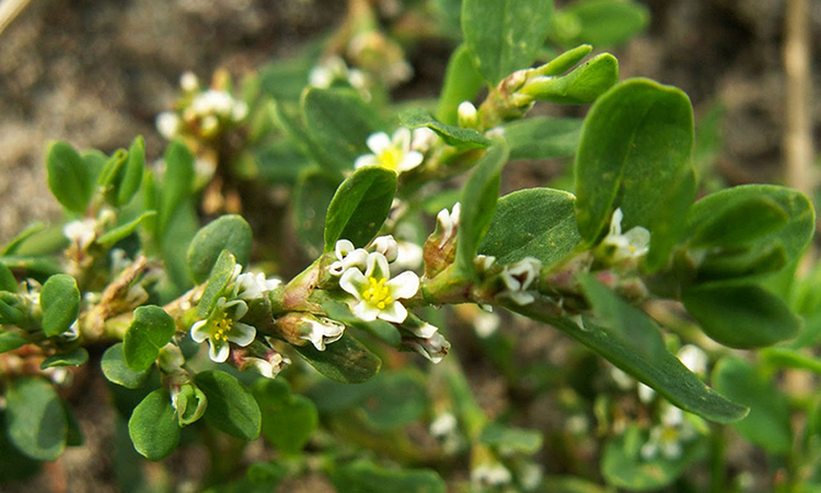 Трава распускается