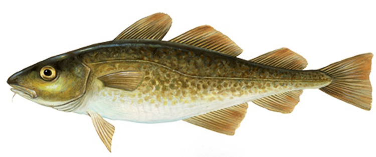 Атлантическая треска