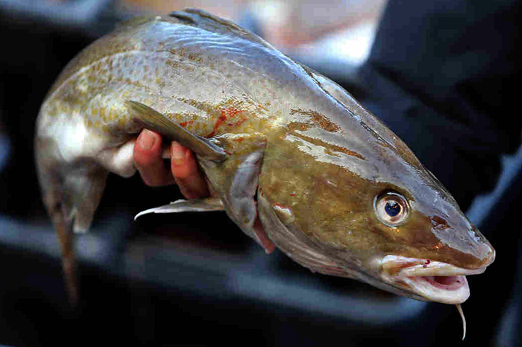 Трека в руках