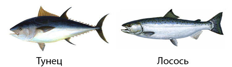 Тунец и лосось
