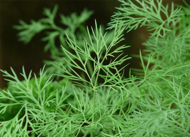 Укроп растет