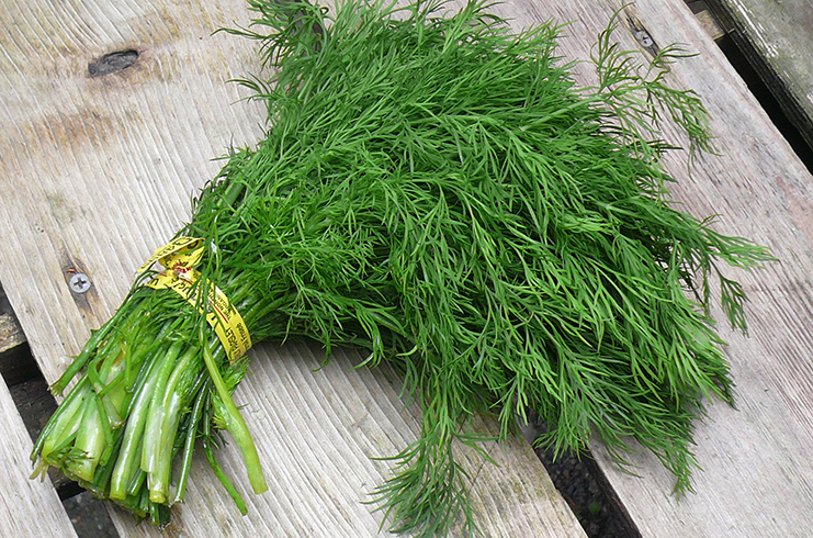 Укроп на столе