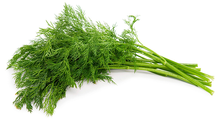 Свежий укроп