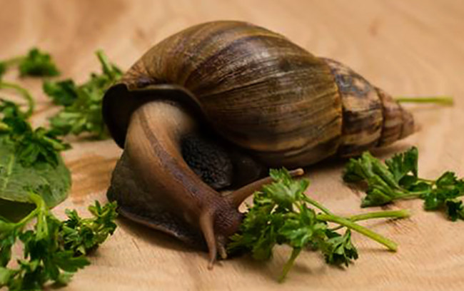 Улитка кушает
