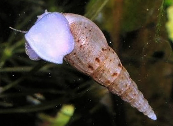 Улитка мелания в аквариуме