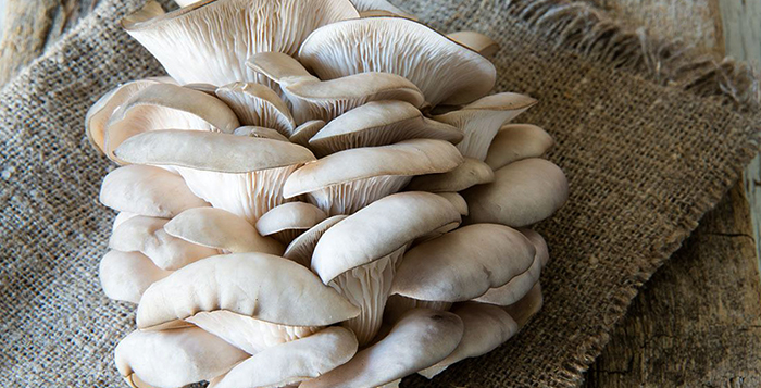 Вид вешенок