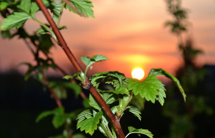 Ветки малины