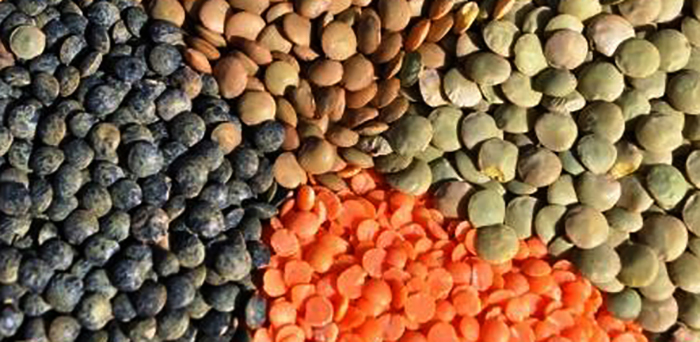 Вид чечевица