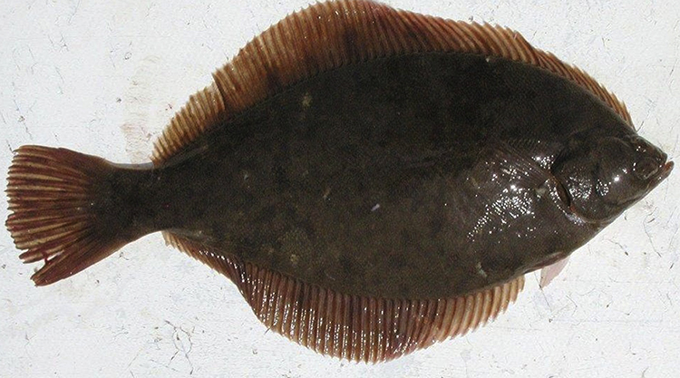 Вид камбалы