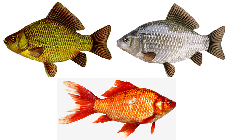 Виды карася