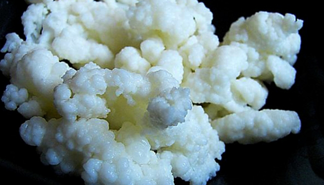 Вид молочного гриба