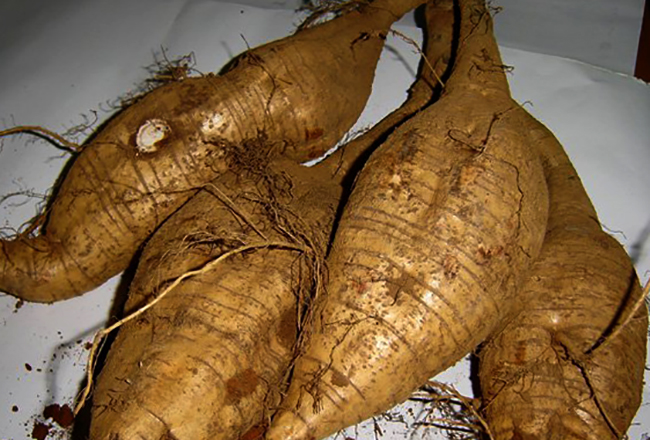 Вырытый корень