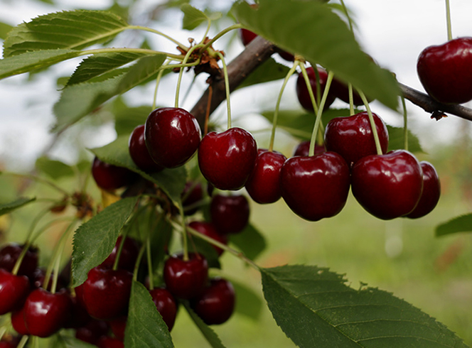 Вишня растет