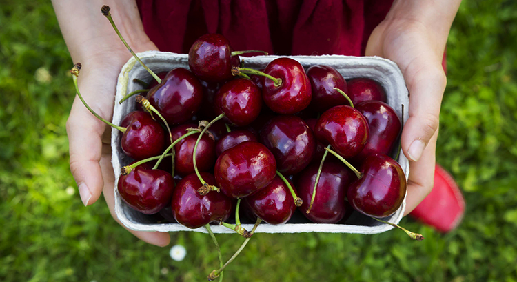 Вишня в руках