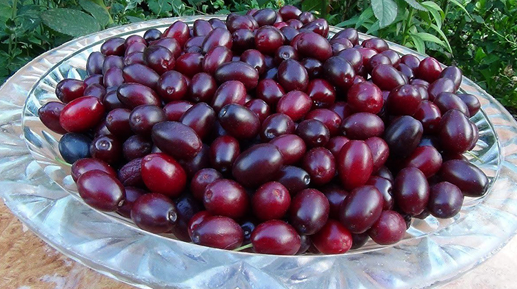 Вкусный кизил