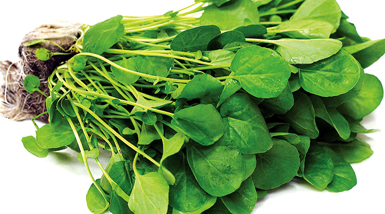 Свежий кресс-салат